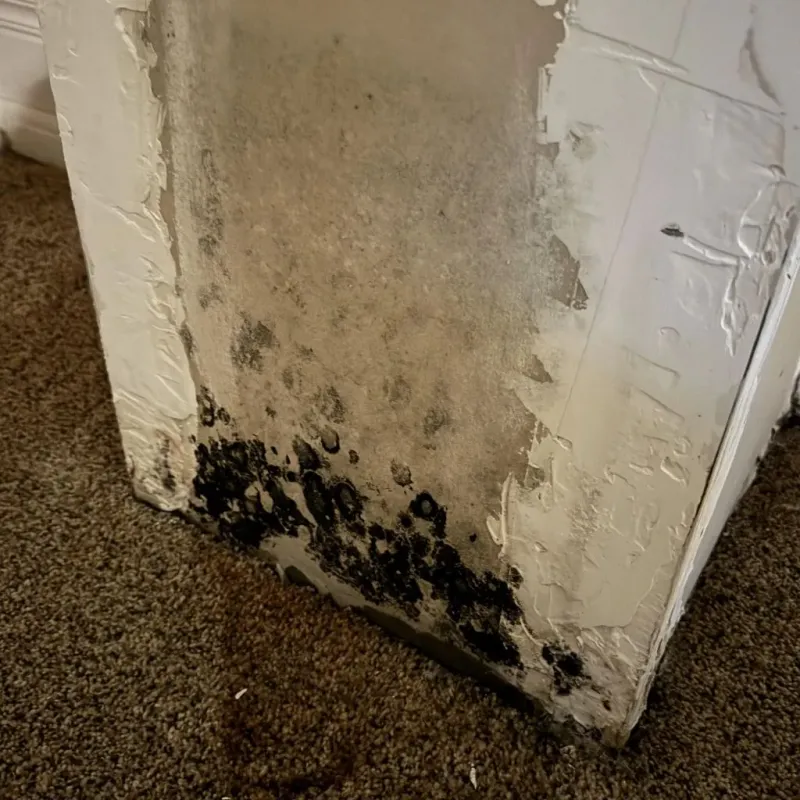 Professional Mold Removal in Carmi, IL